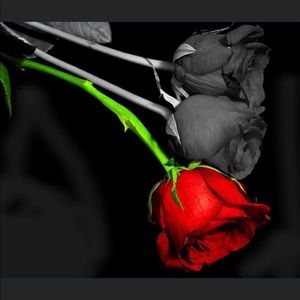 Meet your Posher, Laurie